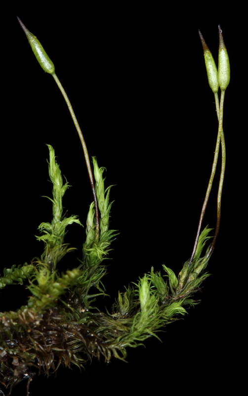 Racomitrium fasciculare